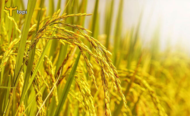 Danh sách những mã cổ phiếu ngành gạo trên sàn chứng khoán Việt Nam