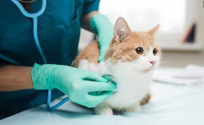 Thương hiệu chăm sóc và lưu trú thú cưng ngày một phát triển - TOPI